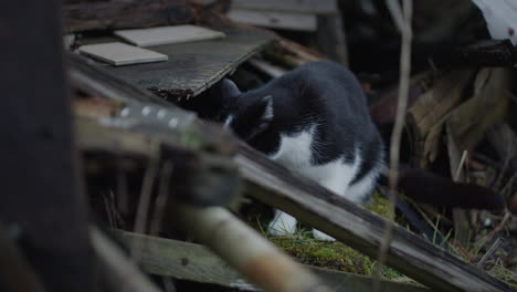 Nahaufnahme-Einer-Katze-Auf-Einem-Verlassenen-Grundstück,-Handheld