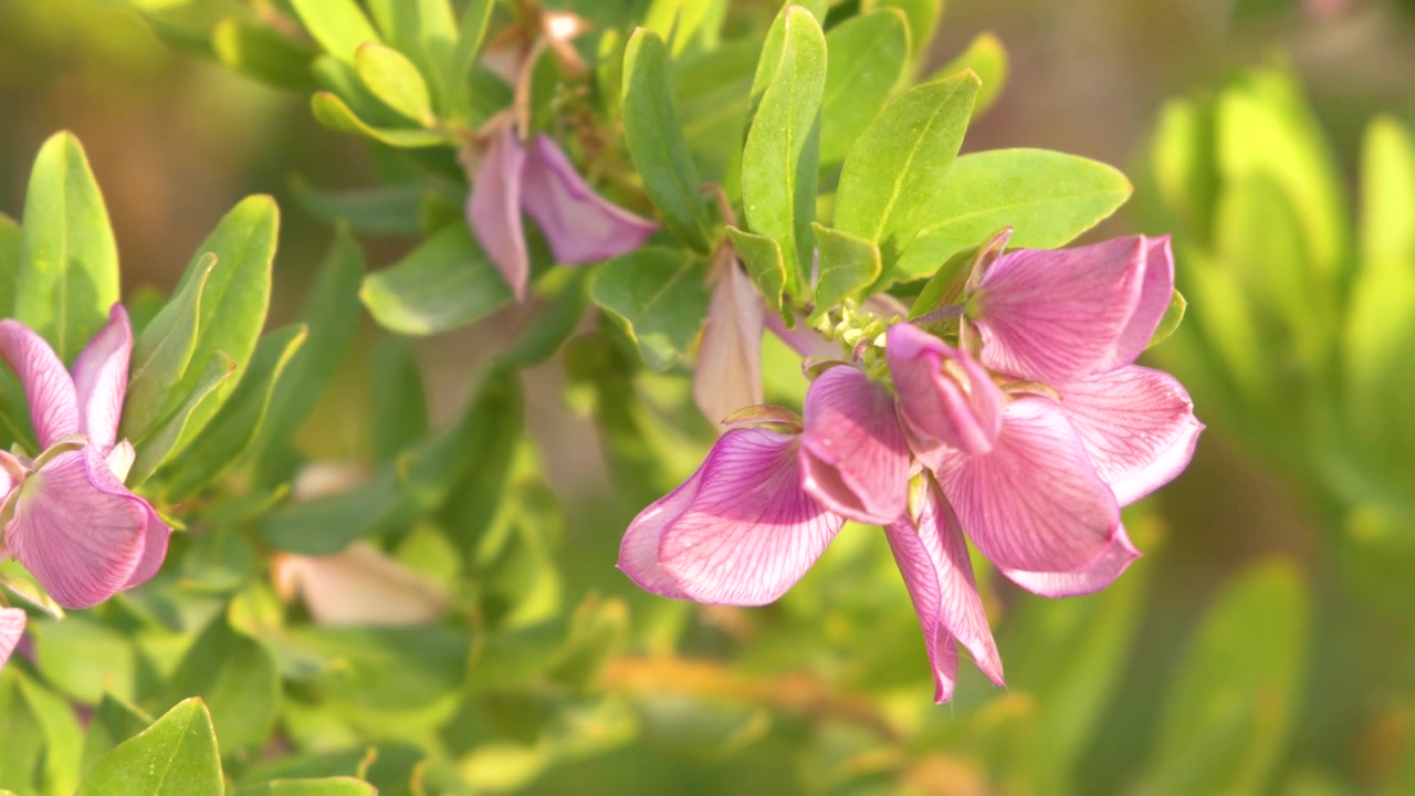 Fiori di pisello odoroso rosa vivace ondeggiano delicatamente sotto la brillante luce solare naturale durante l'estate.