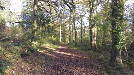 Disparo-Hacia-Adelante-Caminando-Por-Un-Sendero-A-Través-De-Los-árboles-En-El-Bosque-Ashclyst-Suroeste-De-Inglaterra