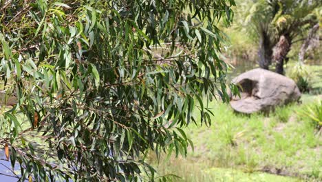 a giant tortoise moves leisurely among lush greenery