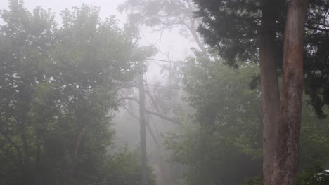 disparo amplio en el bosque con niebla a través de los árboles creando una atmósfera espeluznante