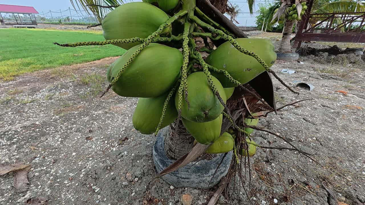 A new hybrid coconut tree that has quickly and abundantly borne fruit just a few years after being planted. The young, low-lying tree is a testament to its fast-growing and high-yield genetics