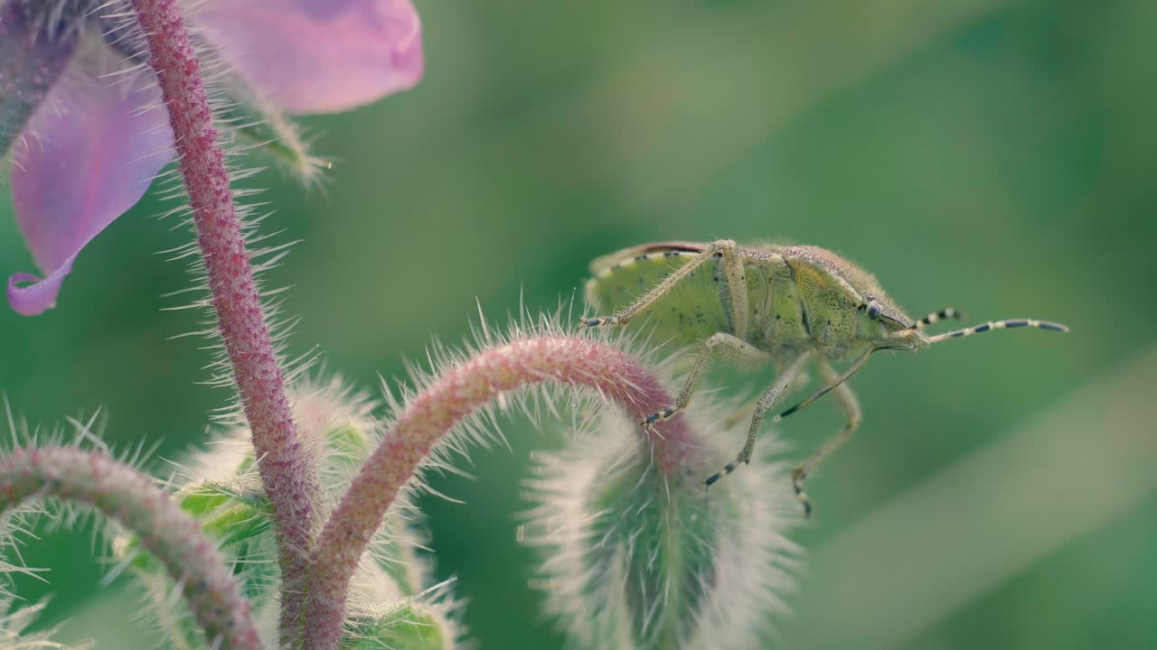 Green shield bug crawling slowly along the fuzzy stem of a wildflower in a natural garden setting. Macro view of insect details