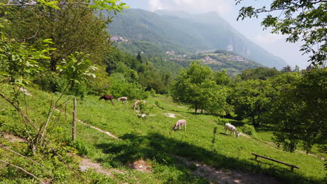 slow motion: pan over donkeys on a meadow, cloud covered mountain top in the background on a sunny day