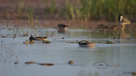 ducks feeding in wetland in morning