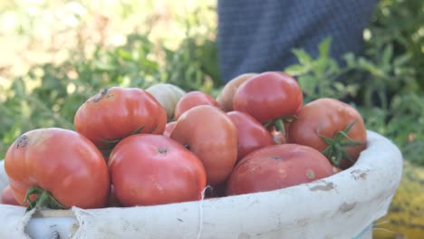 Tomates-Rojos-En-El-Cubo-De-Plástico