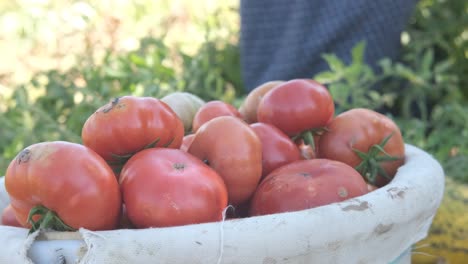 tomates rojos en el cubo de plástico