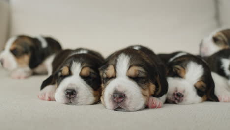 several cutenewborn beagle puppies lie on the couch. 4k video