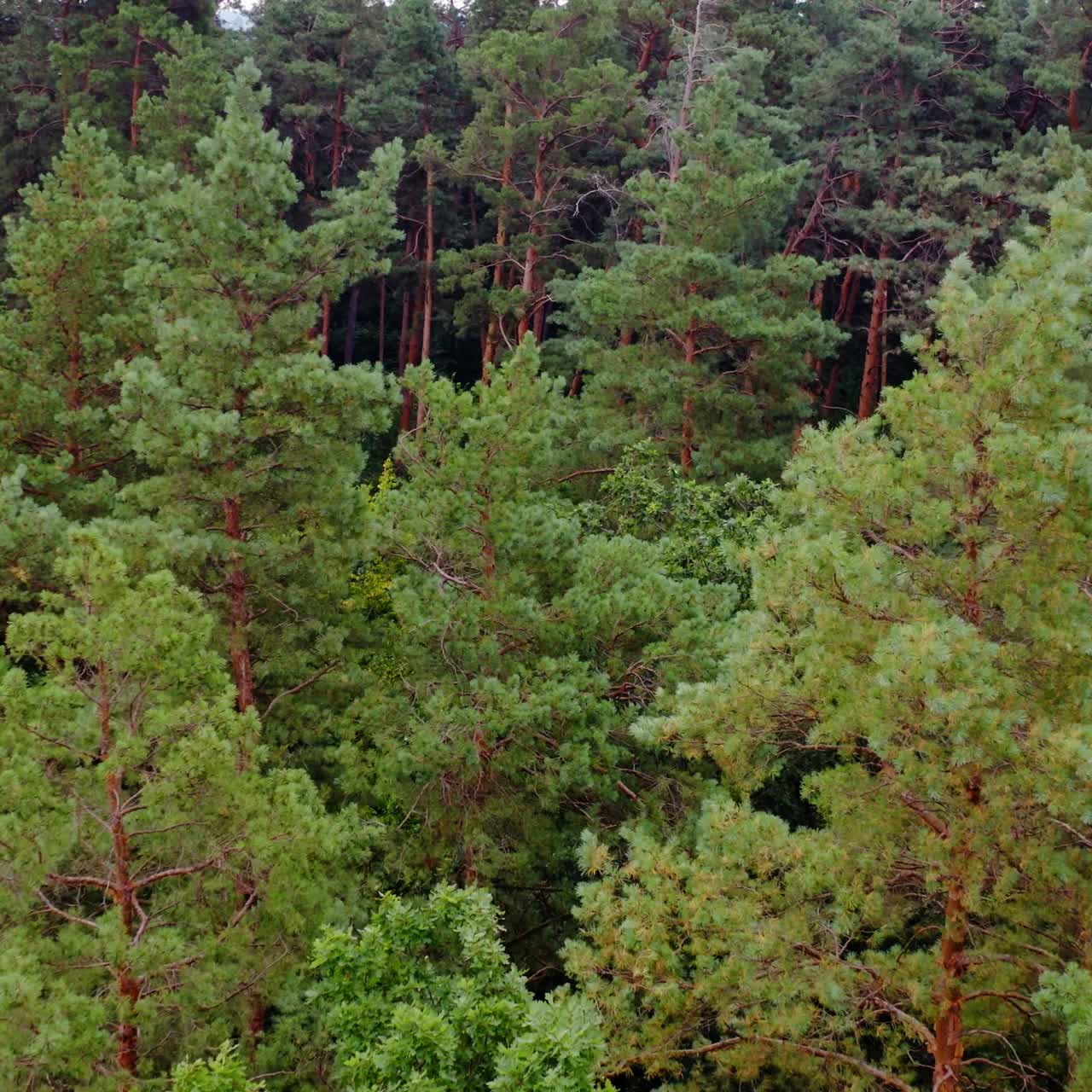 Pine trees in the forest in summer. Flight over the green trees. Freshness nature. Motion camera forward. Aerial view. Slow motion.