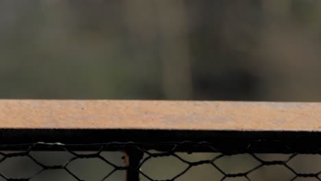 macro shot of a yellowish green leaf falling down from the steel fence