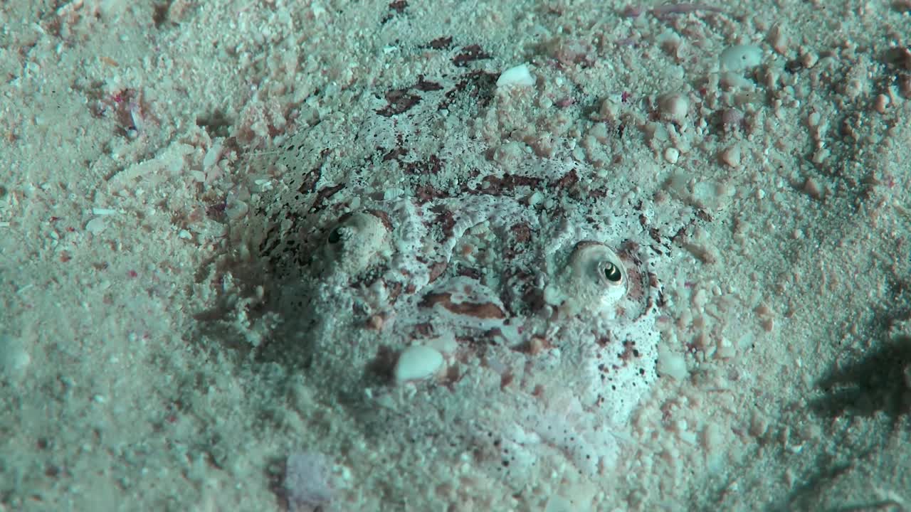 Stargazer fish hides in sandy bottom. Stargazer fish blending into its environment