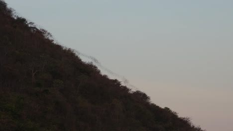 stream of bats coming out from a cave as they go out to feed during the night, bat cloud streaming, chiroptera, thailand