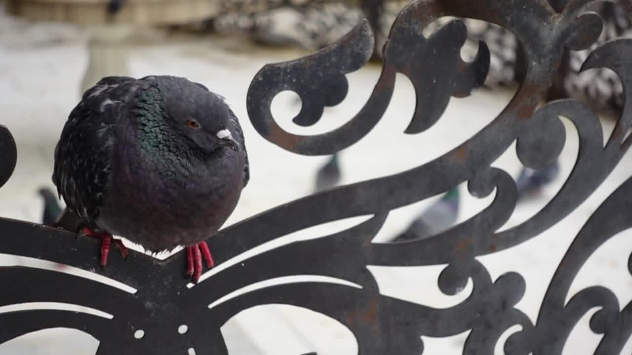 paloma posada en una valla de metal decorativa