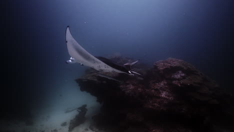 manta ray on a coral reef cleaning station