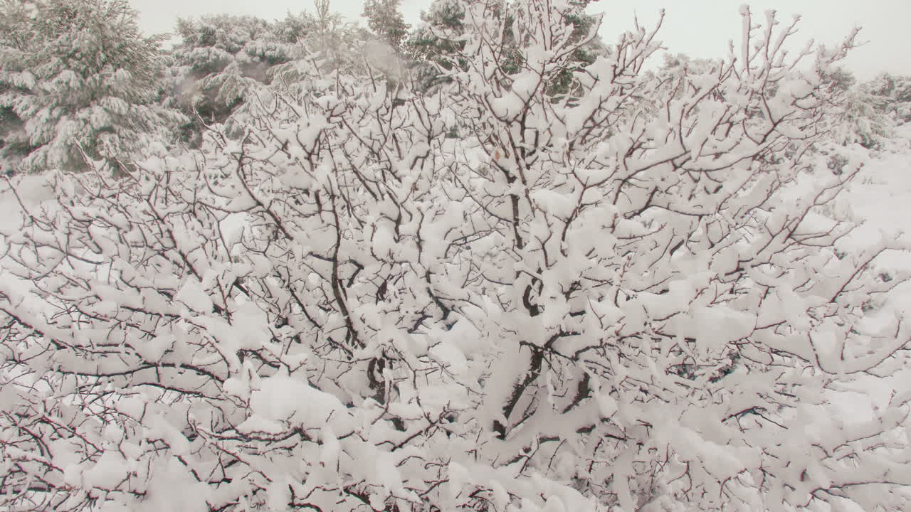 ramas de árboles cubiertas de nieve mágica blanca y nítida durante la tormenta de nieve medea de cuento de hadas atenas grecia
