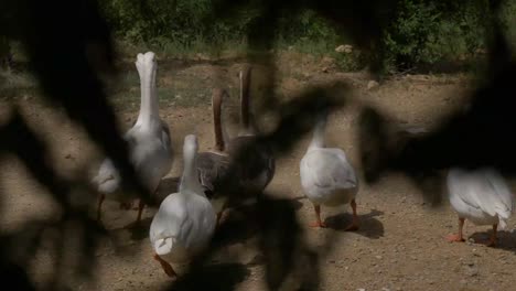 grupo de patos comunes caminando sobre tierra de tierra vistos a través de hojas