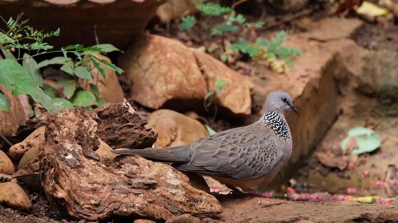 visto en el lado izquierdo y luego se mueve hacia la derecha, paloma manchada o paloma mancha oriental spilopelia chinensis, tailandia