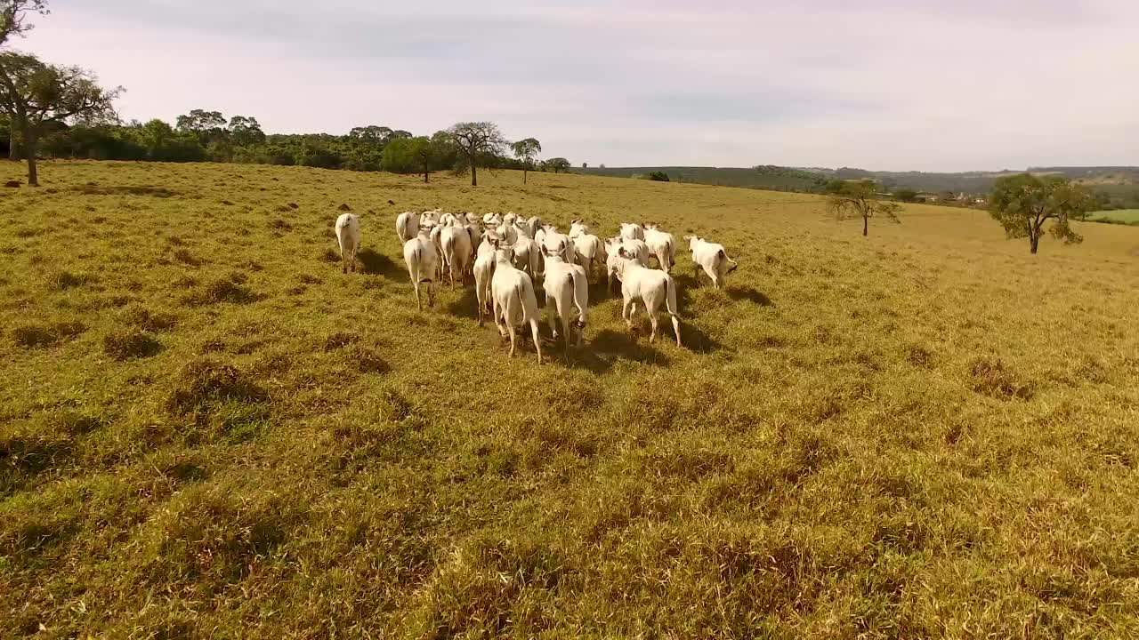 Mandria di bovini al pascolo in un campo