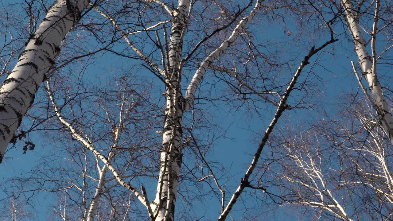 Birch Trees Against a Blue Winter Sky