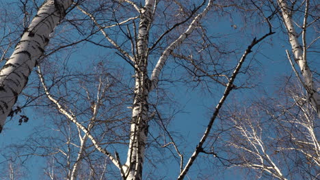 birch trees against a blue winter sky