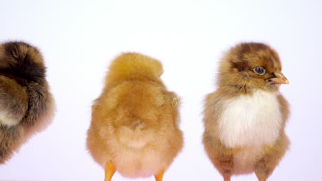 tres pollitos, uno de espaldas, picotea a otro pollito