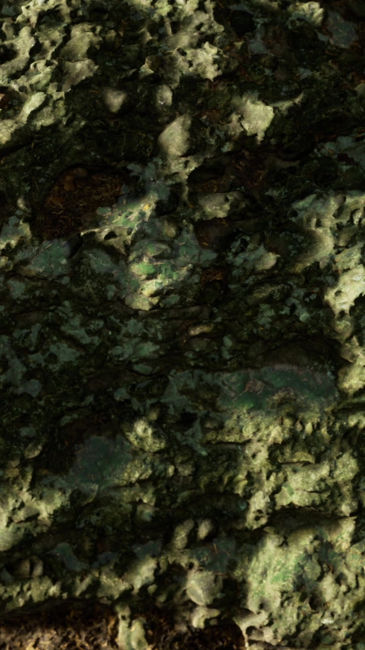 Textura natural de superficie rugosa con musgo en un entorno forestal.