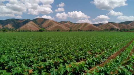 cassava plantation in rural landscape