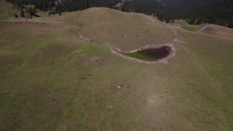 flight over cows and a water point in mountain