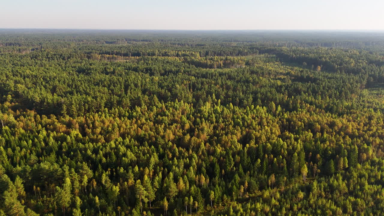 Beautiful conifer forest of Latvia, aerial drone view