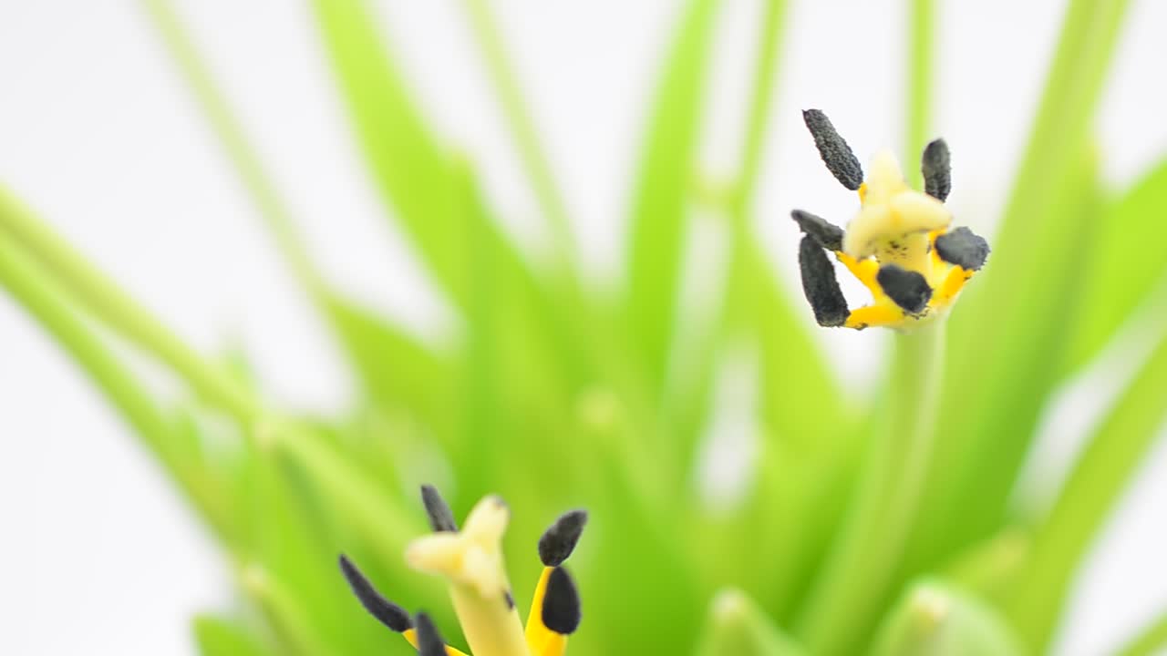 白い背景に春の花。ミニマリズム。動きのある撮影。