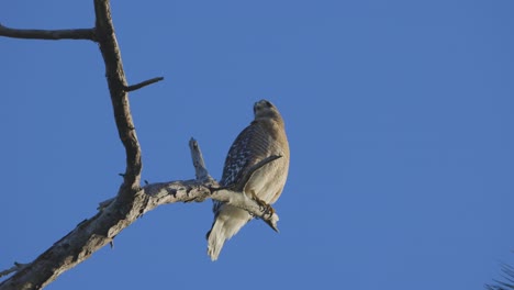 red shouldered hawk perched on branch with blue sky