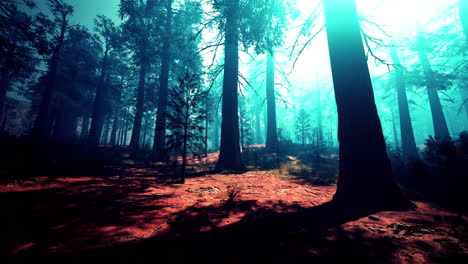 beautiful morning fog and sunbeams in the pine forest