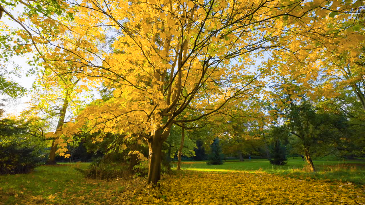 Autumn Park Scene with Golden Leaves