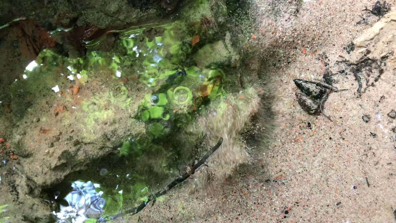 bosque manantial bien mantenido. desde el suelo hay una corriente de agua limpia maravillosa, adecuada para beber.