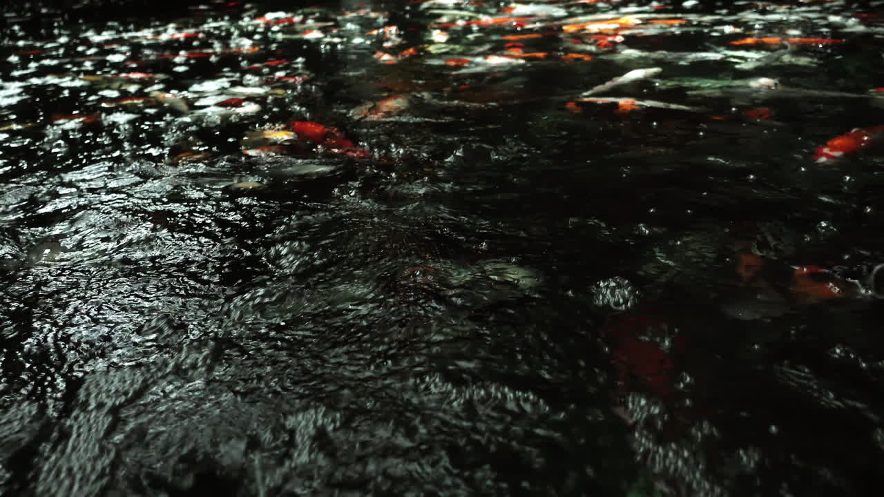 una colorida variedad de koi ornamentales - peces carpa también conocidos como kohaku, sanke y showa, nadando con gracia en un estanque koi