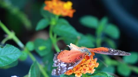 butterfly interacting with flowers in a park