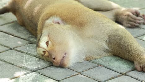 A southern pig-tailed macaque lies resting on a paved surface in a forested area of Phuket, Thailand