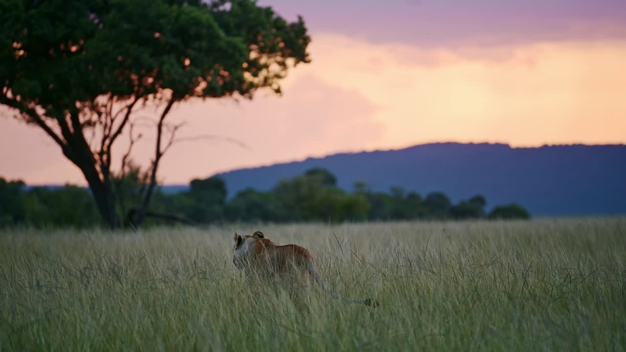 Slow Motion Shot of Beautiful landscape scenery at dusk with a group of Lions lying down looking out over the amazing Maasai Mara National Reserve, Kenya, Africa Safari Animals in Masai Mara