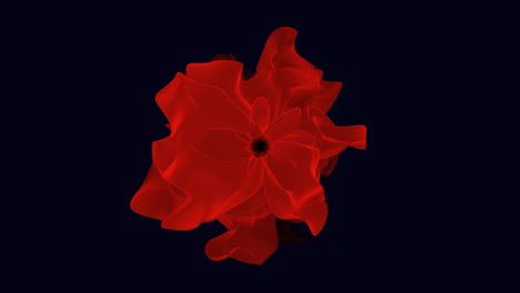 vibrant red flower blossoms against a dark background