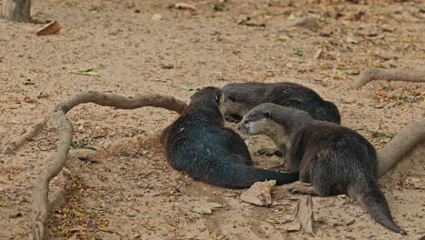 three otters on sandy ground