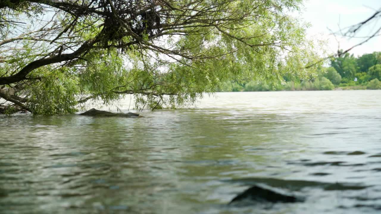 Overhanging willow tree by calm river