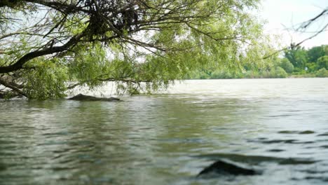 overhanging willow tree by calm river