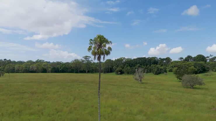 Riprese aeree di una palma solitaria in un terreno agricolo.