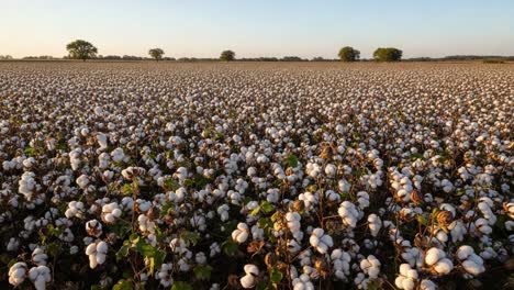 captivating cotton field at sunset: a breathtaking vista of endless white blossoms stretching across the horizon under a clear sky