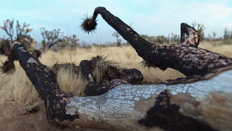 Pan-across-burnt-wooden-log-bark-vegetation-on-ground-with-dry-grassy-reeds-environment-Mojave-Preserve-Joshua-Tree-Forest-California-USA