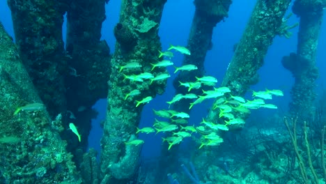 School-of-fish-under-the-pier