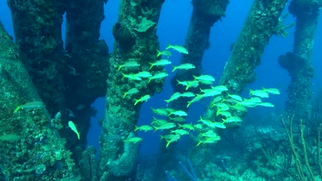 banco de peces bajo el muelle
