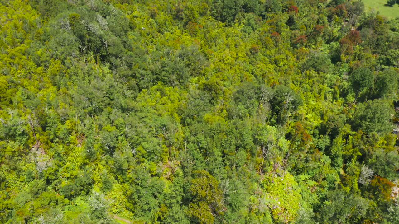 Native New Zealand forest. West coast.