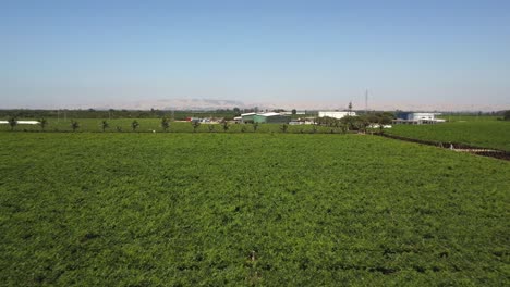 aéreo - hermoso viñedo en un día soleado, ica, perú, tiro ancho hacia adelante inclinado hacia arriba
