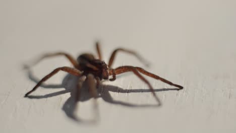 brown spider on white